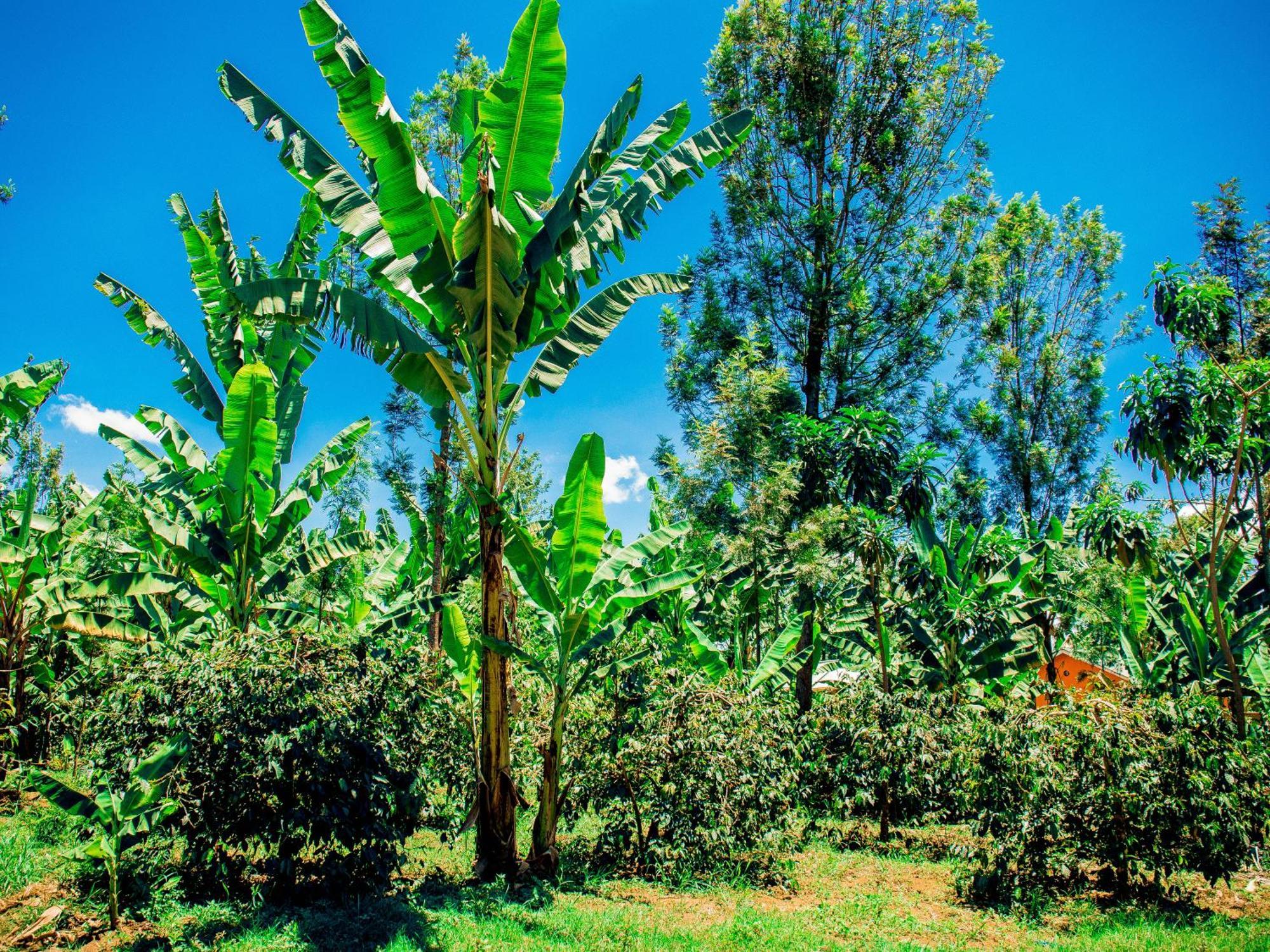 Arusha Jua Home Esterno foto